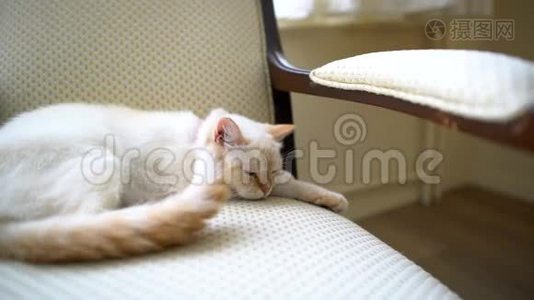 一只母猫睡在椅子上视频