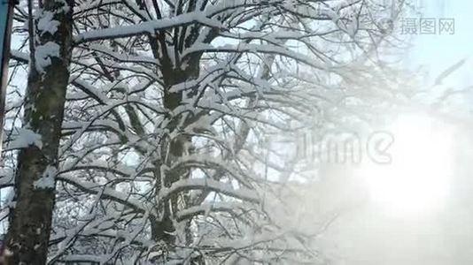 冬天的阳光透过覆盖着雪的树照射进来视频