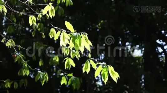 绿叶和树枝在风中视频
