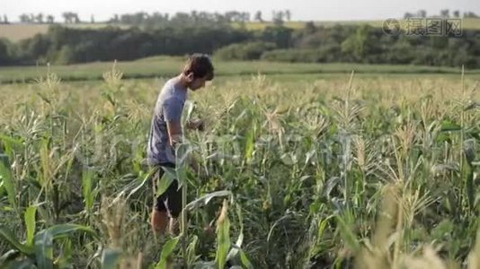 青年农民在有机生态场上检查玉米芯。视频
