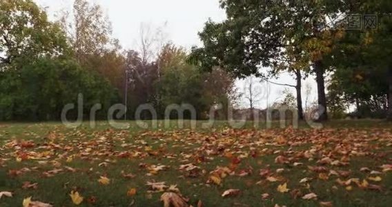 季节，秋天，落叶在公园里。视频