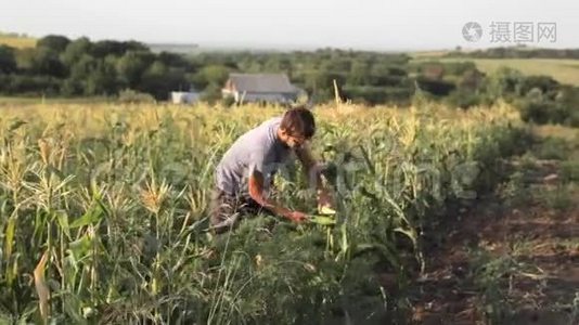 青年农民在有机生态场上检查玉米芯。视频