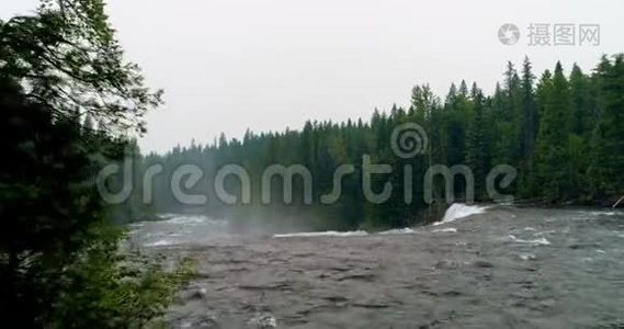 河流流经绿色森林4k视频