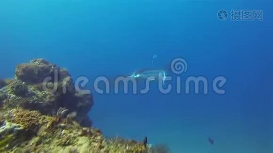 曼塔·雷合拢。 大曼塔雷在蓝海水中游泳。 远洋海洋生物视频