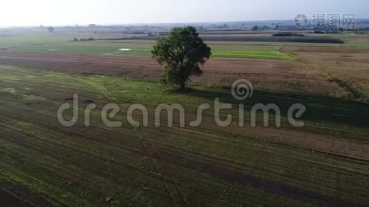 草地上的树木鸟瞰图视频