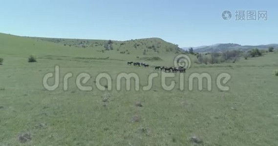 飞越山地草地上的野马群。 夏山野性.. 平的原始颜色。视频