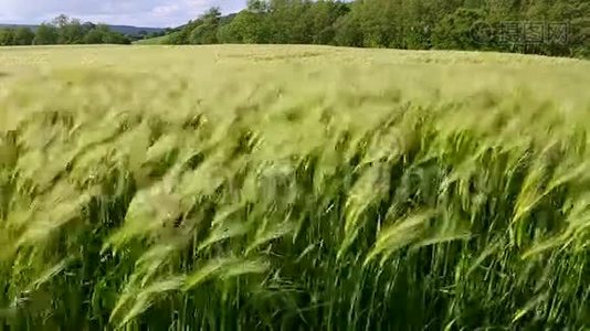 农业-风-大麦作物视频