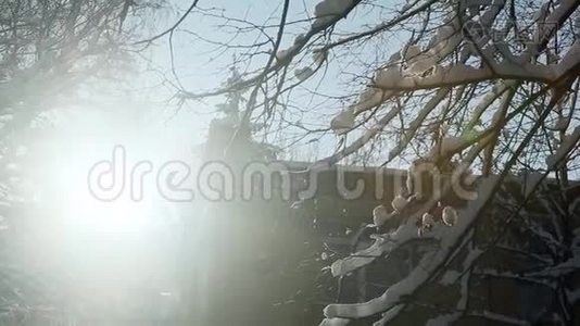 冬天的阳光透过覆盖着雪的树照射进来视频