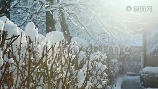 冬天的阳光透过覆盖着雪的树照射进来视频