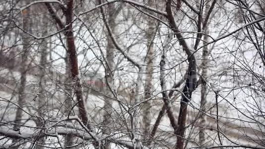 冬季公园背景。 白雪皑皑。 视图视频