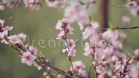 春天花园树枝上美丽的粉色朵朵桃花，手持相机选择性聚焦视频