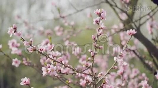 春天花园树枝上美丽的粉色朵朵桃花，手持相机选择性聚焦视频