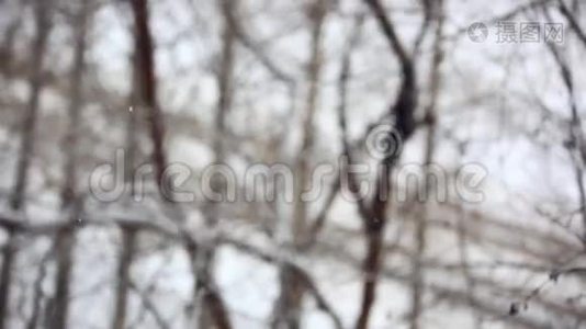 冬季公园背景。 白雪皑皑。 视图视频