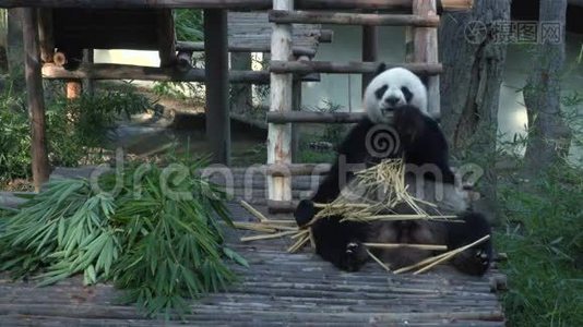 有趣的大熊猫吃竹子视频