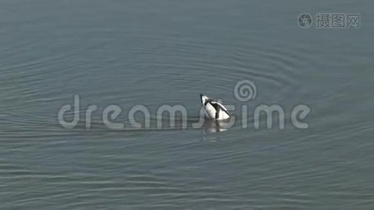 阿沃塞特鸟在水里觅食视频