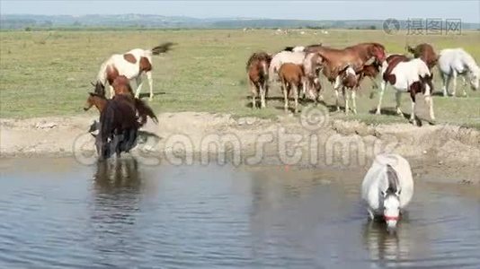 马喝水视频
