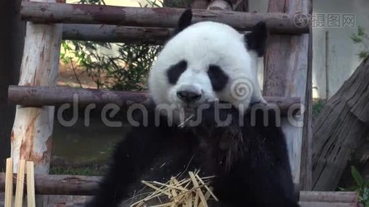 有趣的大熊猫吃竹子视频