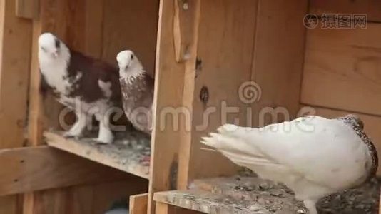 鸽子在广场上觅食视频