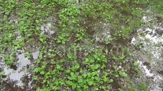 落在公园水坑上的雨滴视频