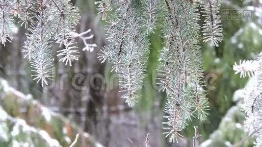 森林里的雪。 雪覆盖的树枝在风中摇摆视频