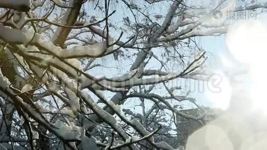 覆盖着雪的特写树枝视频