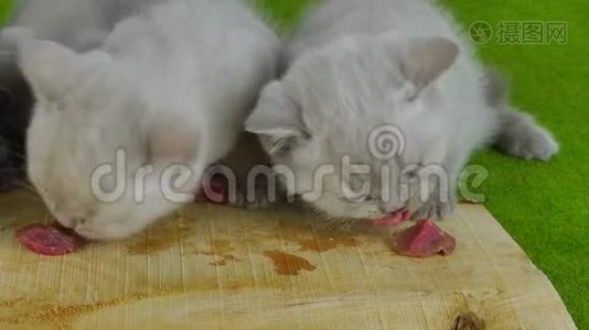 小猫吃生肉视频