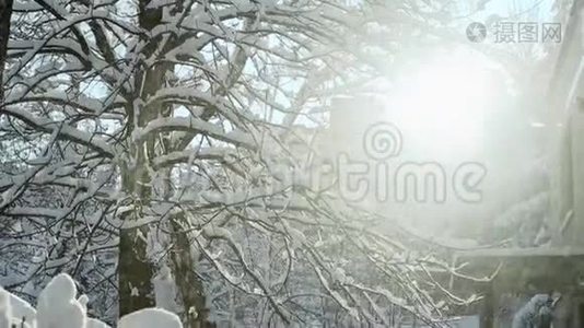 冬天的阳光透过覆盖着雪的树照射进来视频