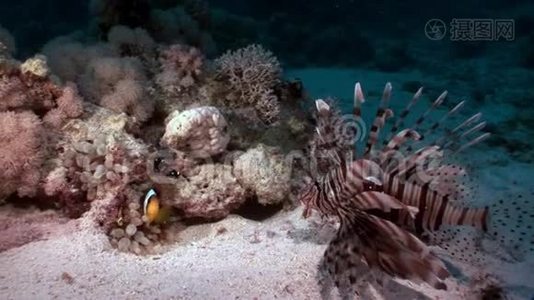 赤海海底的斑纹毒鱼鱼。视频