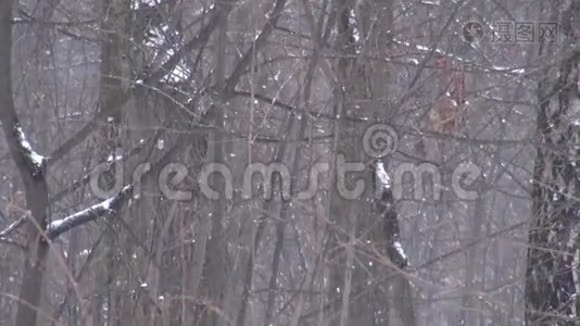 背景树下大雪视频
