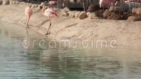 大粉红色火烈鸟清洁天然池塘公园的羽毛视频