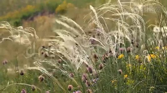 羽毛草和景观视频