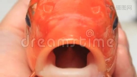 黄鲤鱼的嘴视频