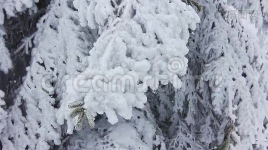 冬天的树在雪下视频