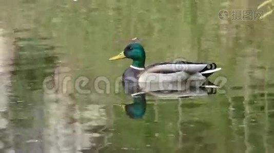 德雷克漂浮在池塘表面视频