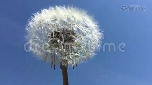 蒲公英的种子在蓝天的风中被吹动。视频