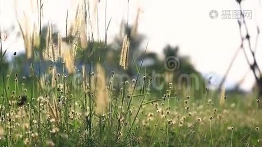 夏风吹动的草花视频