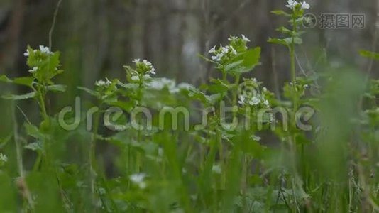 草绿在山水林田白花自然视频