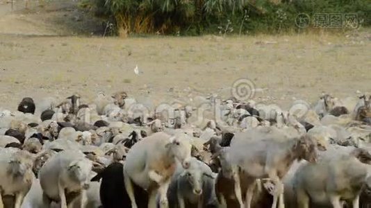 一群羊在日落时走开视频