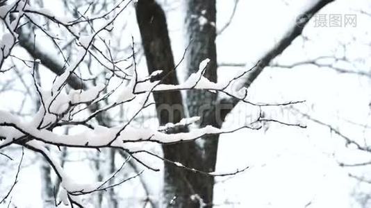 雪地里的树。 美丽的冬季景色视频