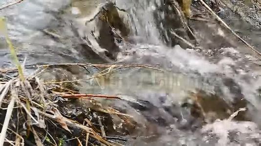 干枝草流枝自然瀑布水沸腾干芦苇景观视频