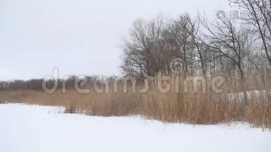 河里的雪干了一草一木，冬天的自然美景视频