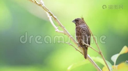 大自然中的鸟鳞扣木尼亚视频