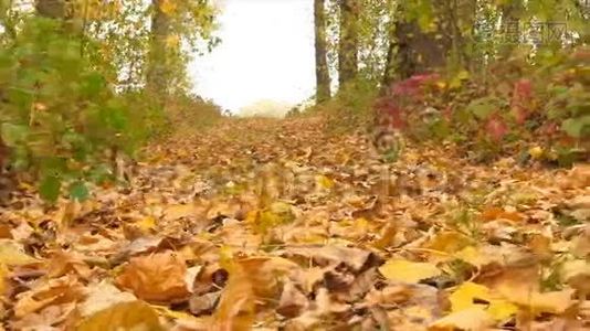 秋天的彩色落叶。 特写镜头。视频