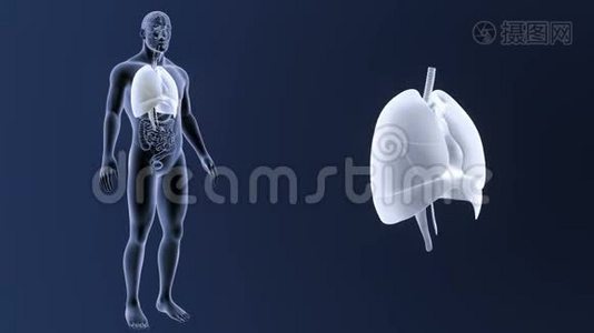 人体器官心脏、肺、膈肌与全身器官的放大视频