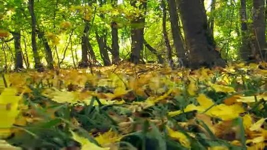秋天的彩色落叶。 特写镜头。视频