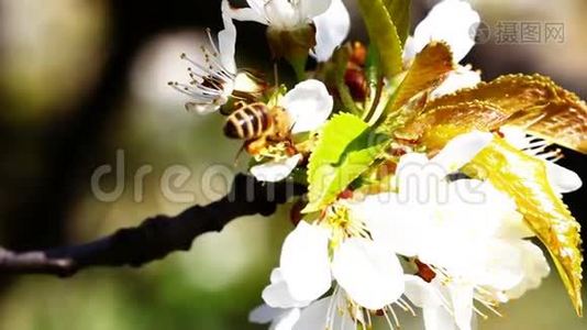 飞行工蜂从黄花地里采蜜。视频