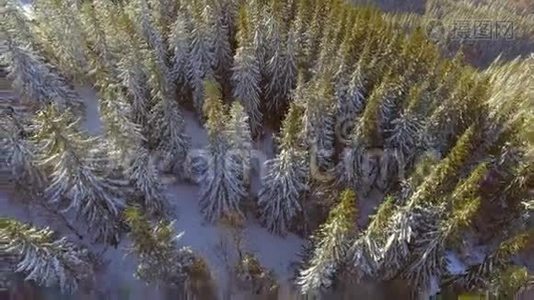 鸟瞰树木森林树林。 冬天下雪。 美丽的大自然。视频