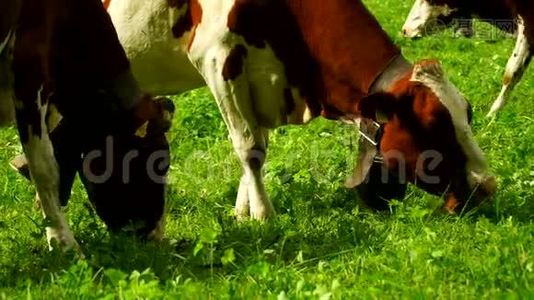 在瑞士Gruyeres区的高山草地上放着铃铛的奶牛。视频