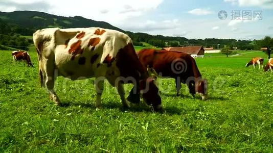 在瑞士Gruyeres区的高山草地上放着铃铛的奶牛。视频