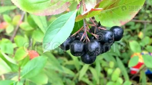黑色亚罗尼亚-成熟的亚罗尼亚浆果视频